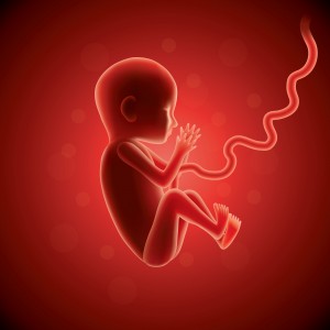 Fetus in womb vector