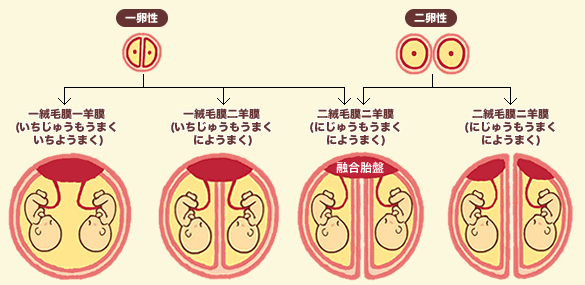 一卵性双生児と二卵性双生児ってどのくらいの確率で生まれるの 天使のたまごオフィシャルブログ