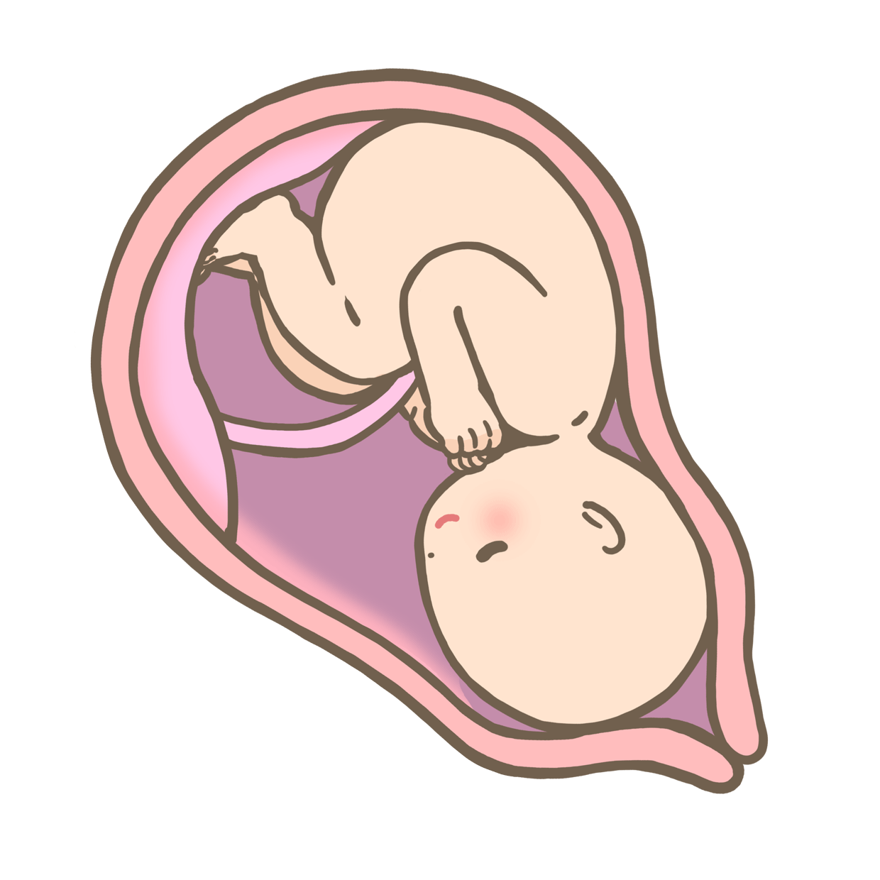胎盤ができる前の赤ちゃんはどうやって栄養とっているの？ 天使のたまごオフィシャルブログ